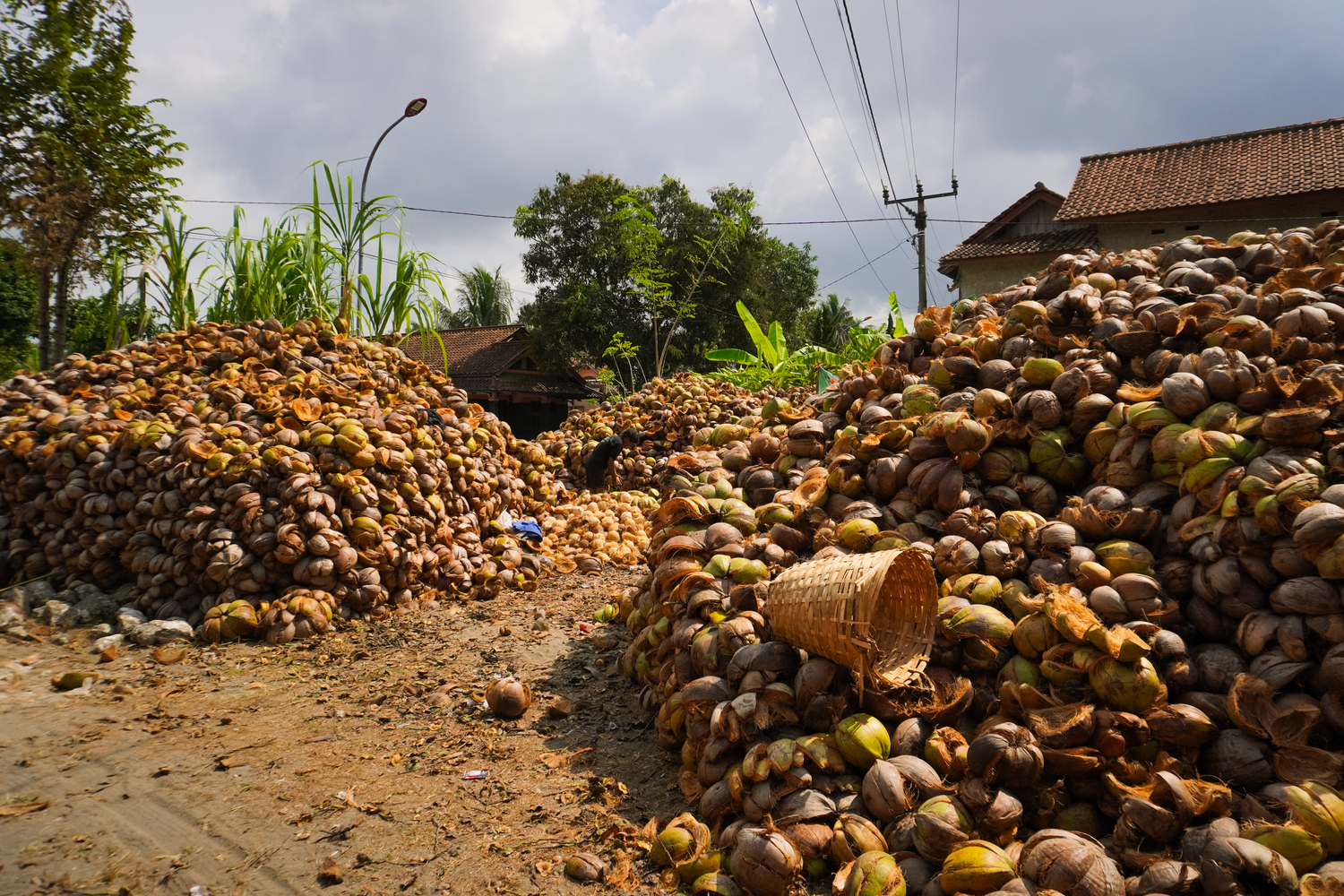 Kebun kelapa Desa Pagergunung