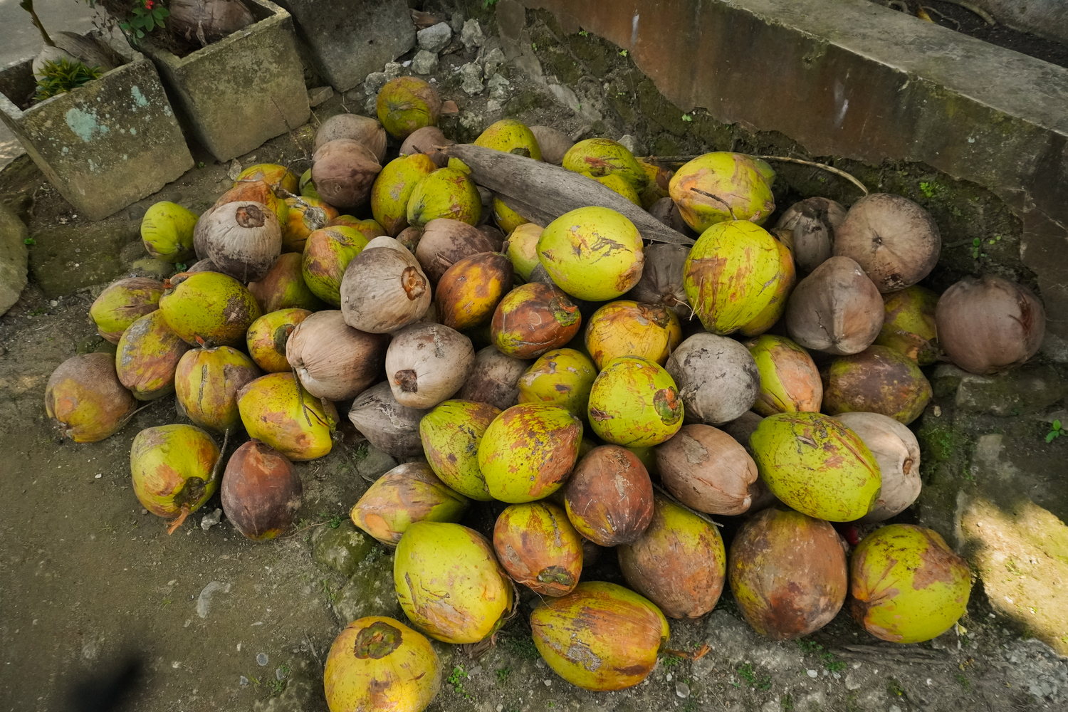 Kelapa hasil panen