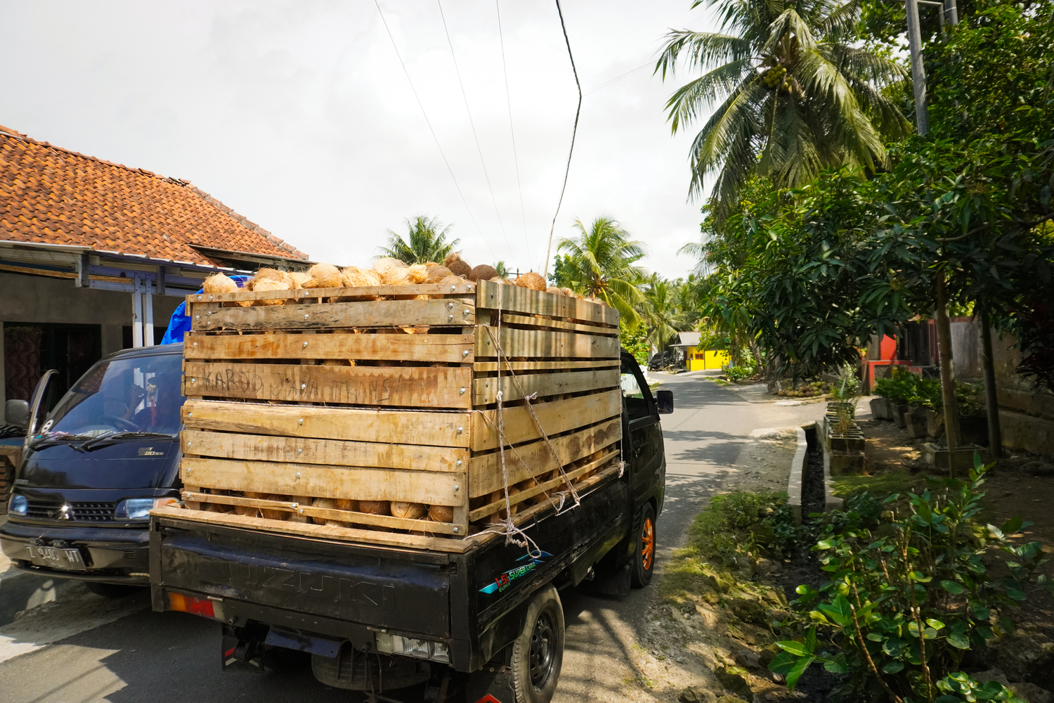 Kebun kelapa Desa Pagergunung